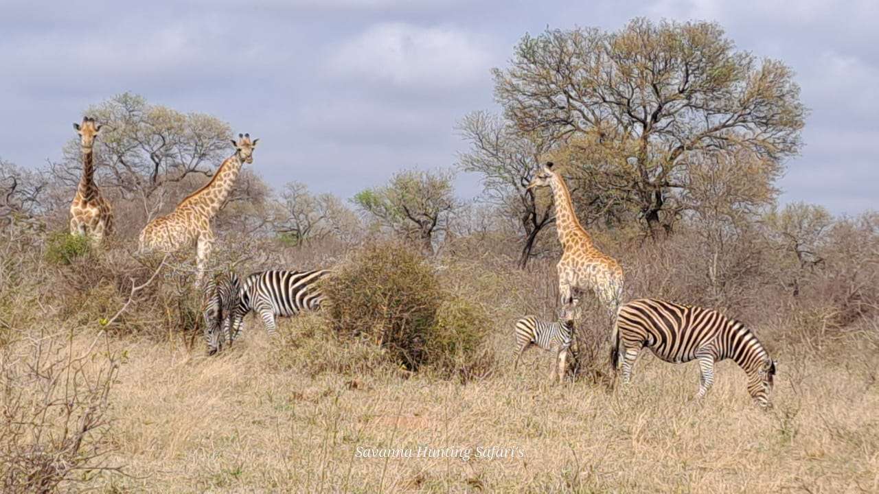 African Plains