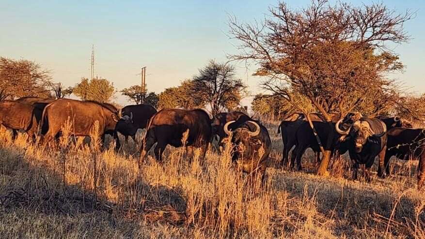 Buffalo Herd