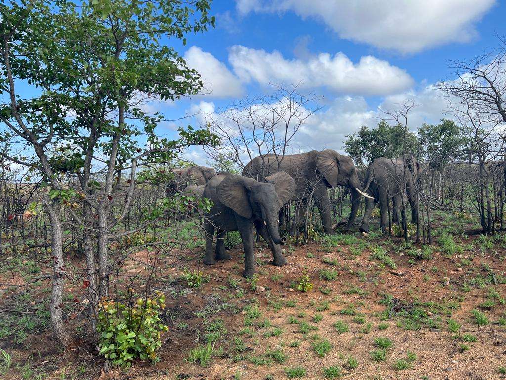 African Elephants