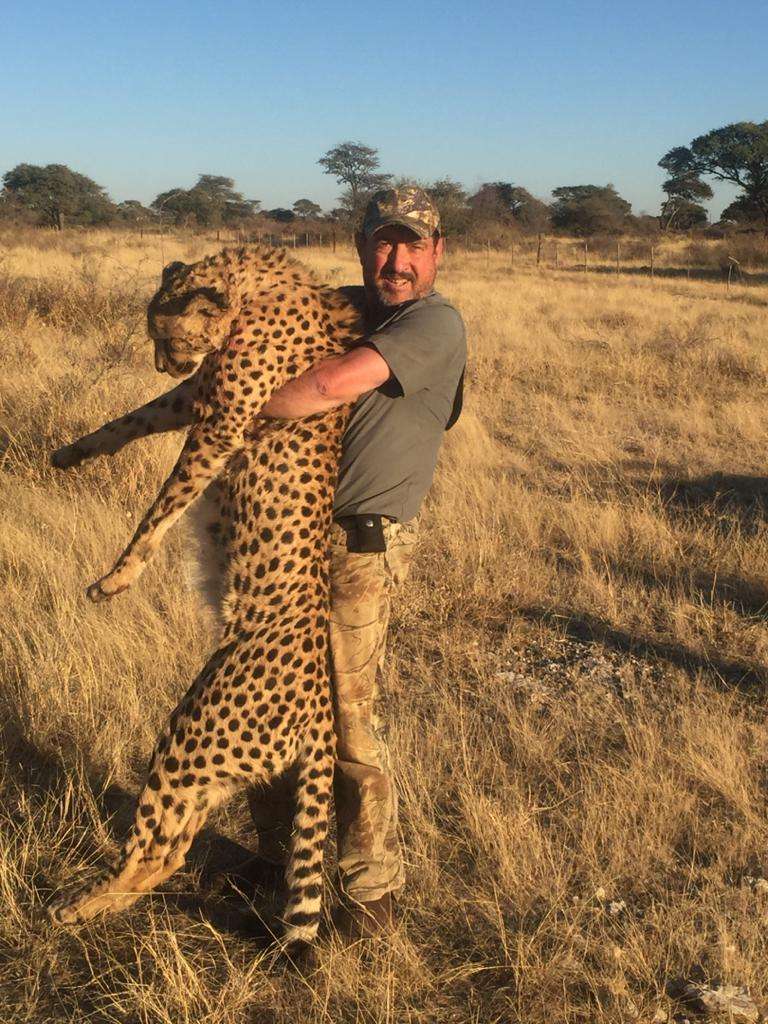 Hunting Cheetah