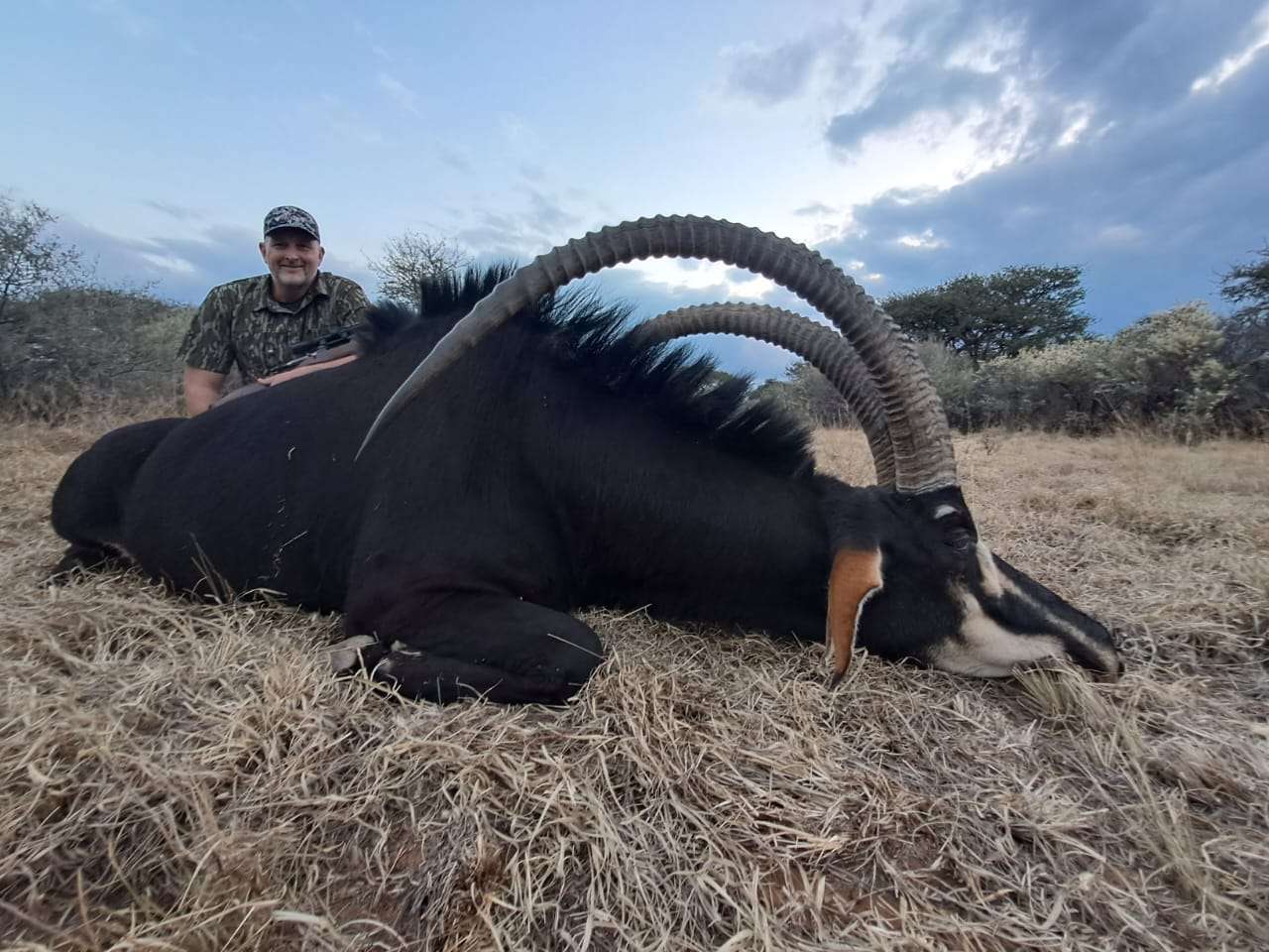 Sable Bull